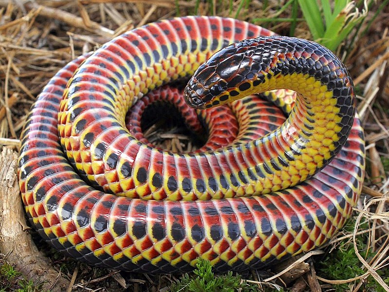 Picture of a coiled Rainbow Snake